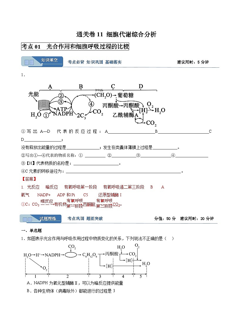 高考生物一轮考点通关卷11 细胞代谢综合分析(解析版)第1页
