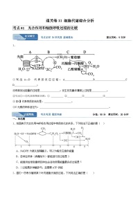 高考生物一轮考点通关卷11 细胞代谢综合分析（原卷版）