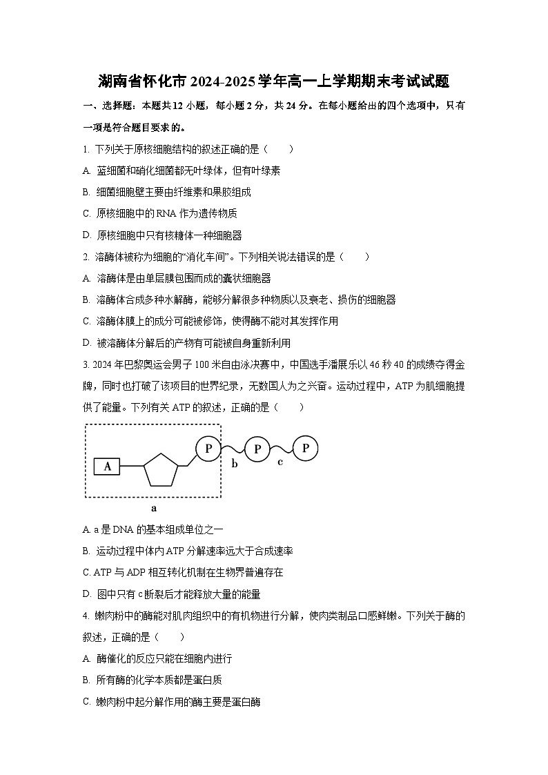 【生物】湖南省怀化市2024-2025学年高一上学期期末考试试题(学生版)第1页