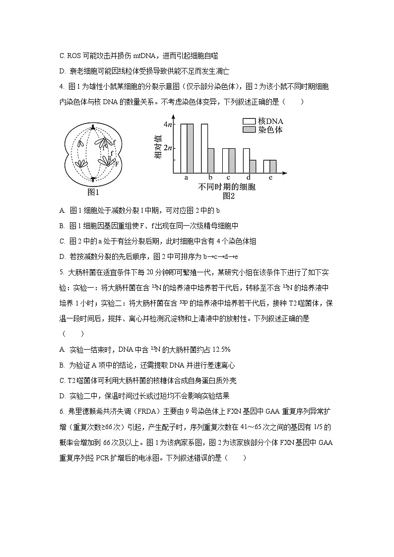【生物】河南省2025-2026学年高三上学期2月期末试题(学生版)第2页