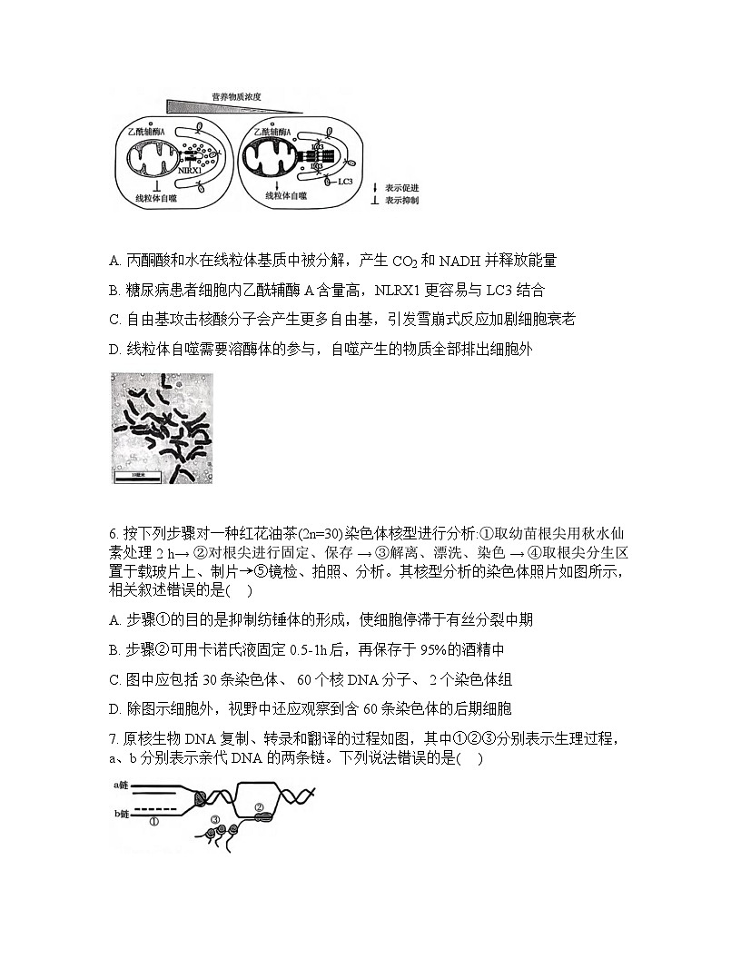 重庆育才中学2025-2026学年下学期高三开学考试生物试卷无答案第3页