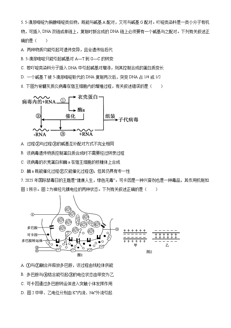 河北沧州市2025-2026学年高三上学期2月期末生物试题(试卷+解析)第2页