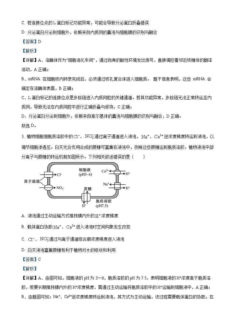 淮北市2026届高三上学期第一次质量检测生物学试题(解析版)第2页