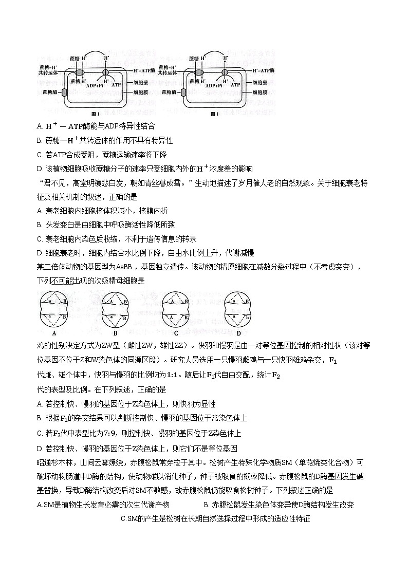 云南昭通市2026届高中毕业生上学期模拟考试高三生物学试卷(文字版,含答案)第2页