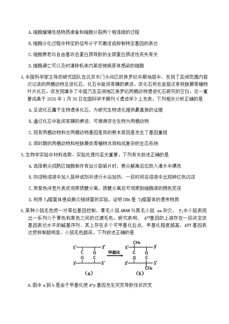 山西省大同市2026届高三年级第一次模拟考试质量监测生物学试卷(含答案)第2页