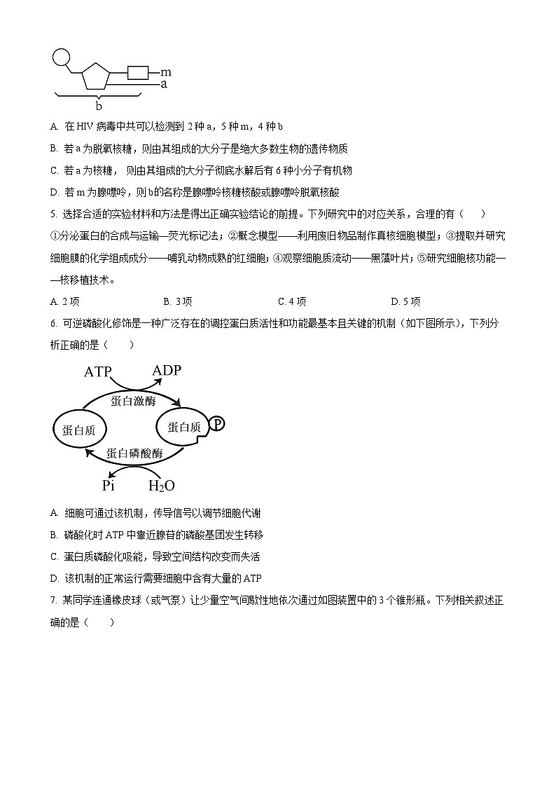 安徽六安市第一中学2025年秋学期高一年级期考试生物试卷(原卷版)第2页