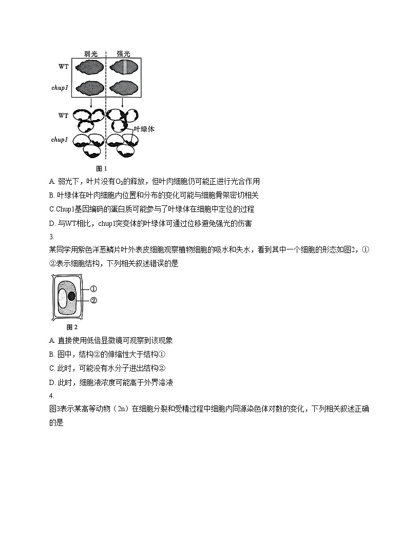 2026届贵州省贵阳一中高三适应性月考卷(三)生物学试题(文字版,含答案)第2页