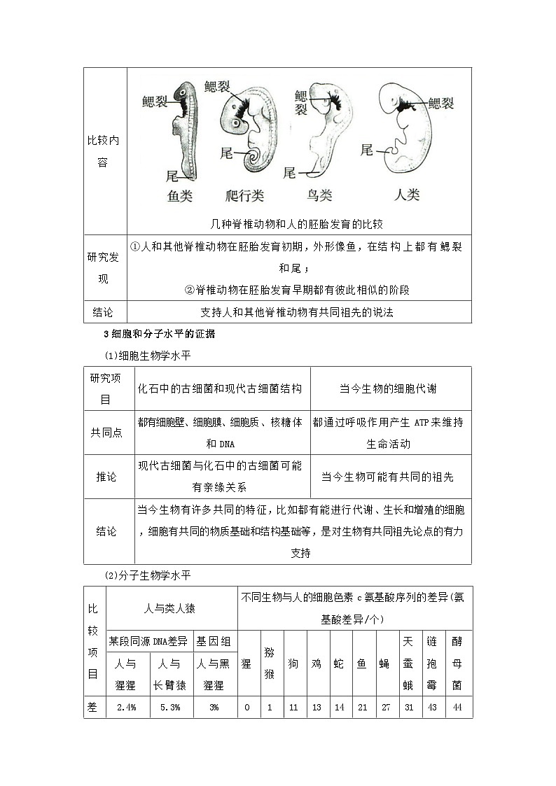 第六章第一节 生物有共同祖先的证据 2025-2026学年高中生物必修二同步讲义(原卷版)第3页