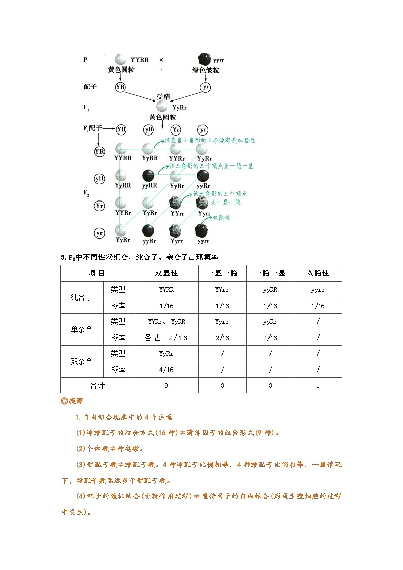 第一章第二节孟德尔的豌豆杂交实验(二)2025-2026学年高中生物必修二同步复习讲义(原卷版)第3页