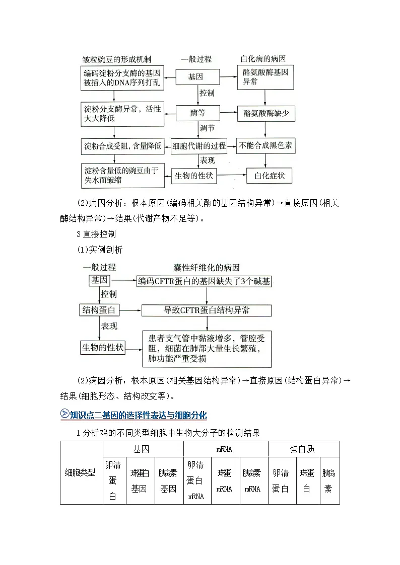 第四章第二节基因表达与性状的关系 2025-2026学年高中生物必修二同步复习讲义(原卷版)第2页