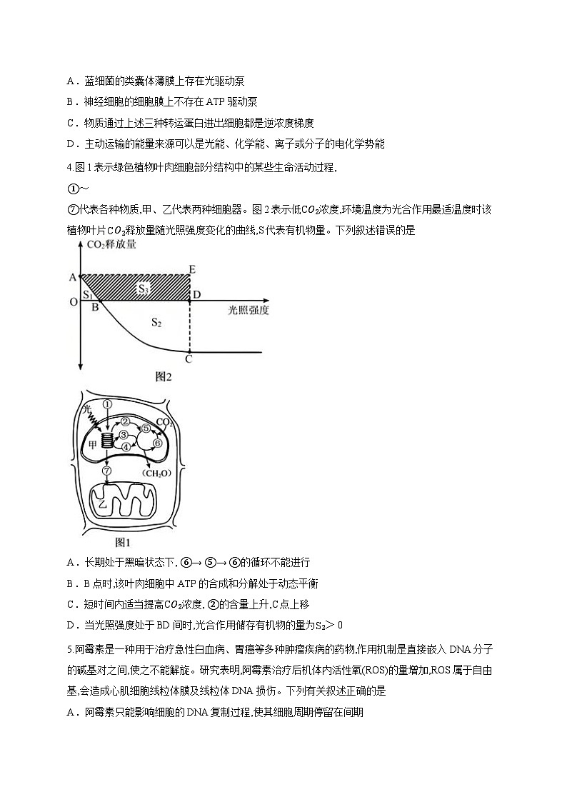 四川省广安市广安区四川省广安中学2025-2026学年高三上学期“零诊”考试生物试题(含答案解析)第2页