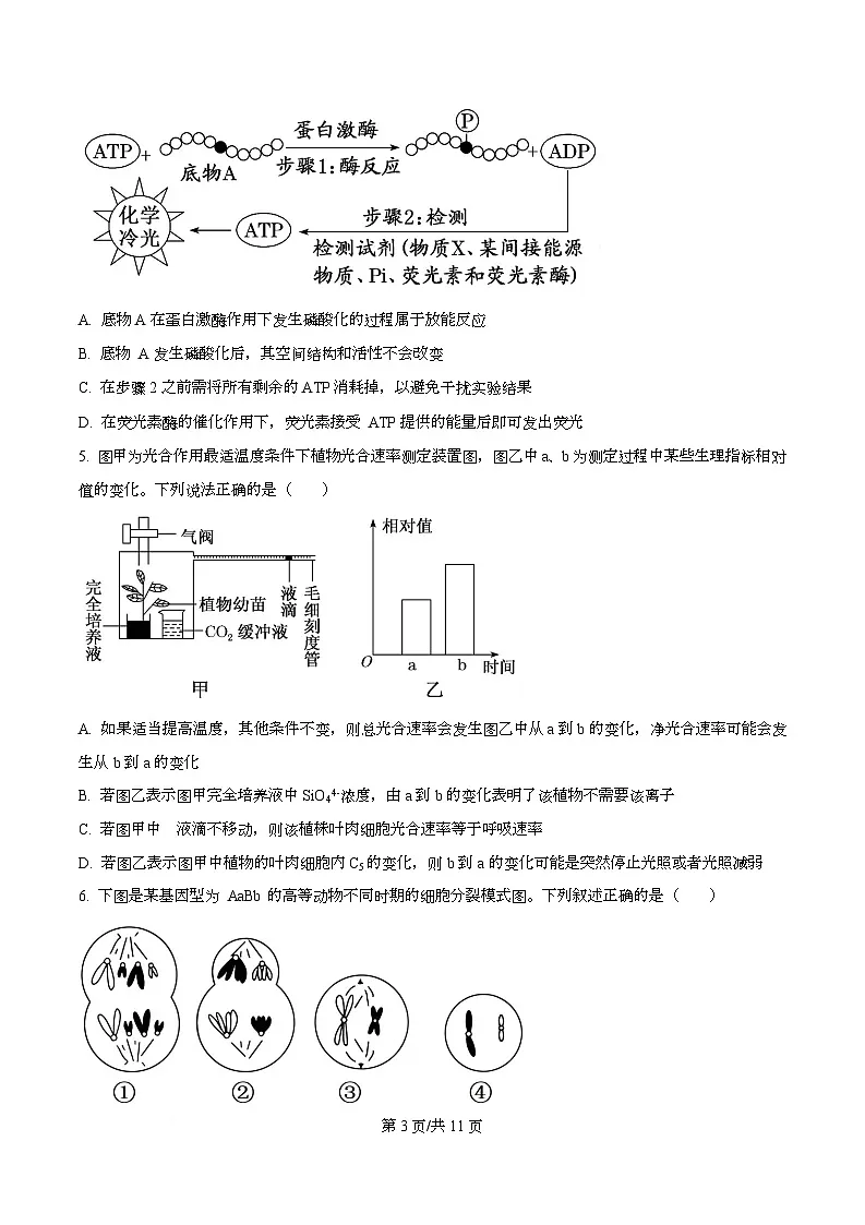 湖北省随州市六校2026届高三一模生物试题(原卷版)第3页
