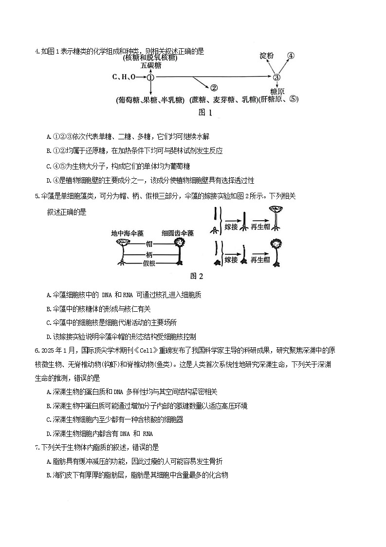 广东省梅州市2025-2026学年高一上学期期末考试生物试卷(Word版附答案)第2页