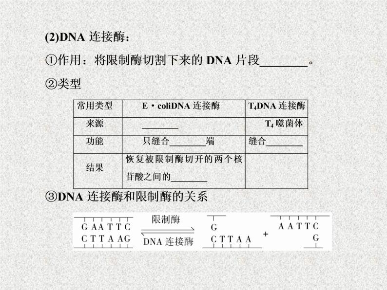 2020年人教版生物高考复习课件：第十一单元 第1讲 基因工程07