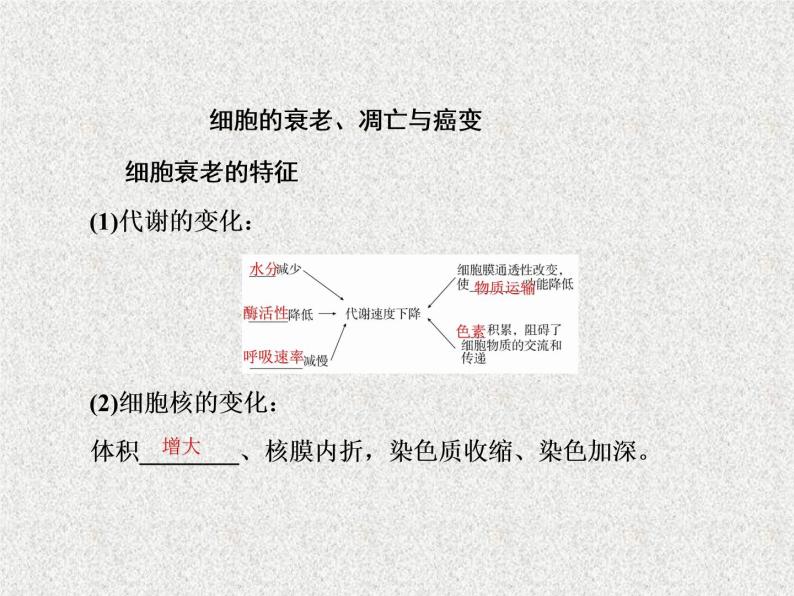 2020年人教版生物高考复习课件：第四单元 第3讲 细胞的分化、衰老、凋亡和癌变08