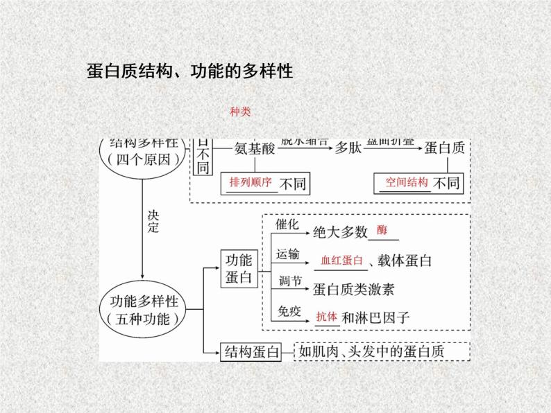 2020年人教版生物高考复习课件：第一单元 第3讲 生命活动的承担者——蛋白质06