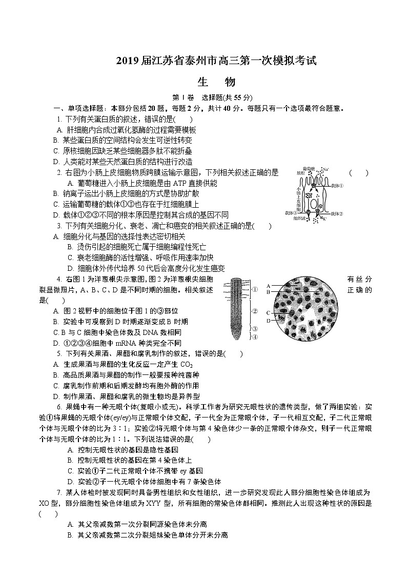 2019届江苏省泰州市高三第一次模拟考试 生物(word版)01