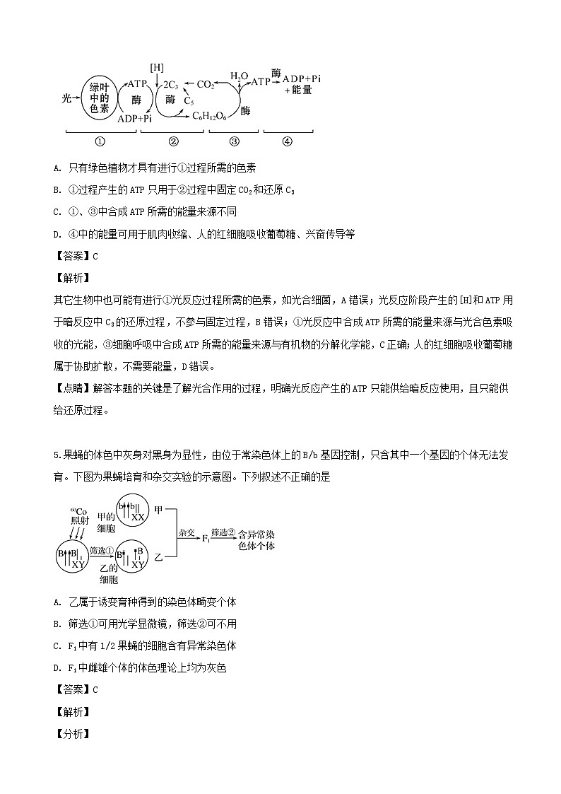 2019届安徽省肥东县高级中学高三5月模拟考试试生物试题(解析版)03