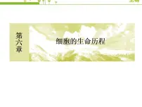 人教版 (新课标)必修1《分子与细胞》第3节 细胞的衰老和凋亡精品ppt课件