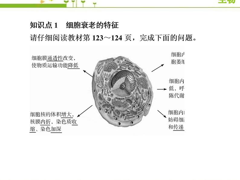 (新)人教版高中生物必修1教学课件:6-3细胞的衰老和死亡07