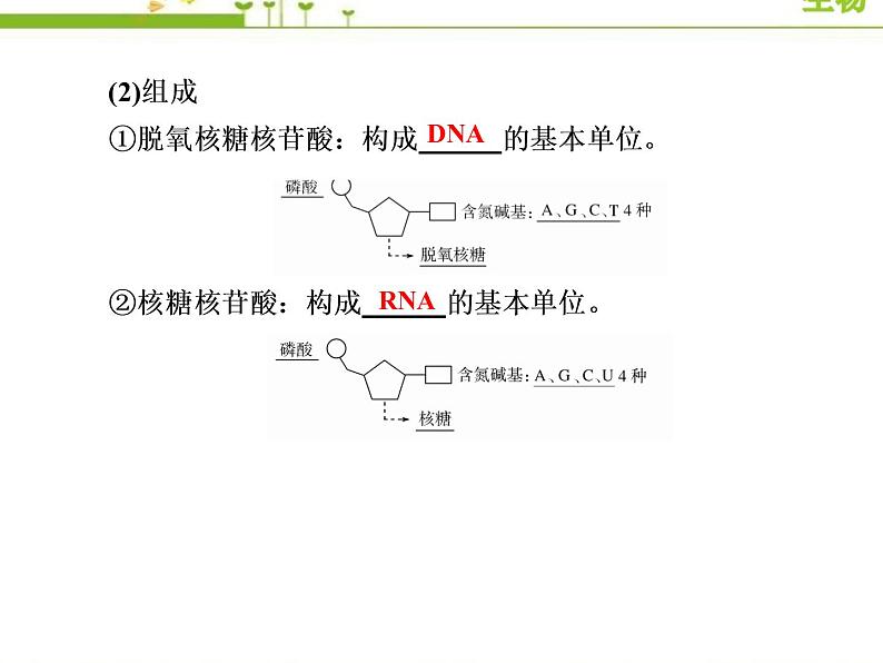 (新)人教版高中生物必修1教学课件:2-5核酸是遗传信息的携带者08