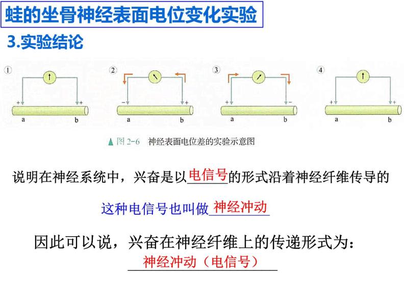 2.3 神经冲动的产生和传导  课件 人教版（2019）选择性必修106