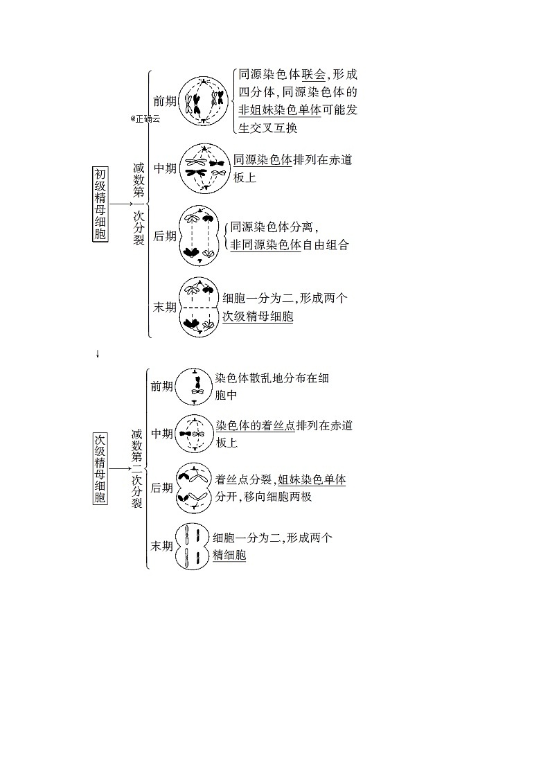 2021屆高考生物新人教版一輪復(fù)習(xí)學(xué)案：第4單元細(xì)胞的生命歷程第2講減數(shù)分裂和受精作用第2頁