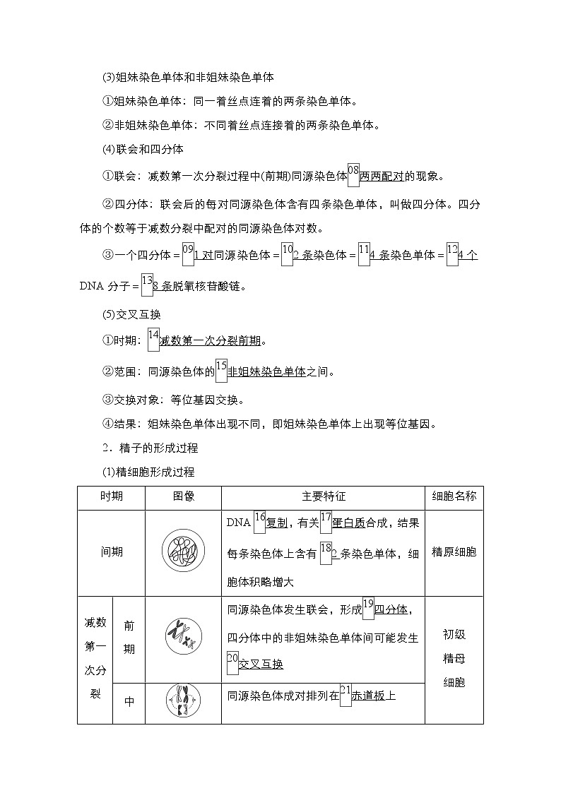 2021高三统考人教生物一轮(经典版)学案:必修1第4单元第13讲 减数分裂和受精作用第3页