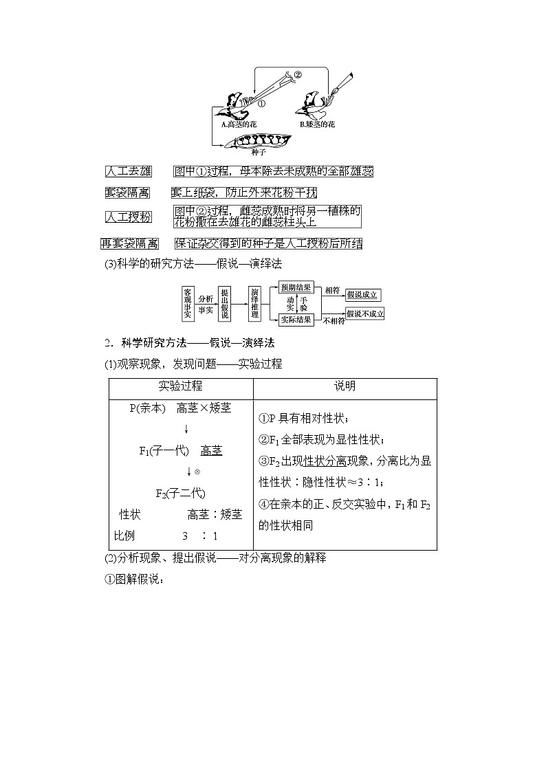 2021版新高考生物培优大一轮复习讲义:必修2第5单元第1讲孟德尔的豌豆杂交实验(一)02