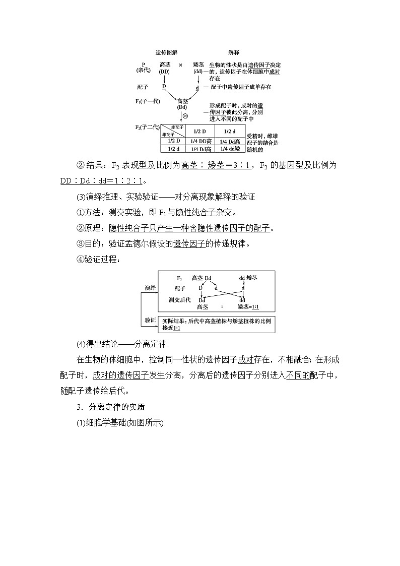 2021版新高考生物培优大一轮复习讲义:必修2第5单元第1讲孟德尔的豌豆杂交实验(一)03
