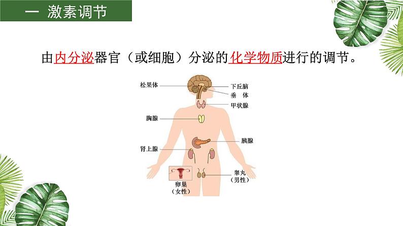专题12 生命活动的调节(二)-2021年高考备考生物一轮复习课件(共98张PPT)05