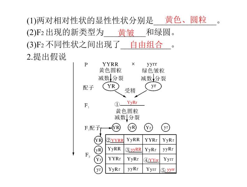 2020年高考生物一轮复习课件：必修2 第1章 第2节 孟德尔的豌豆杂交实验（二）(含答案)03