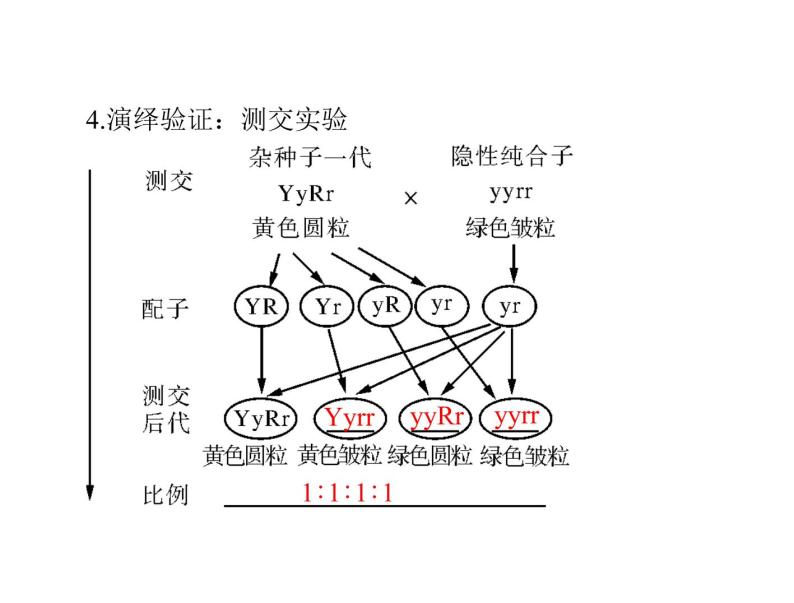 2020年高考生物一轮复习课件：必修2 第1章 第2节 孟德尔的豌豆杂交实验（二）(含答案)06