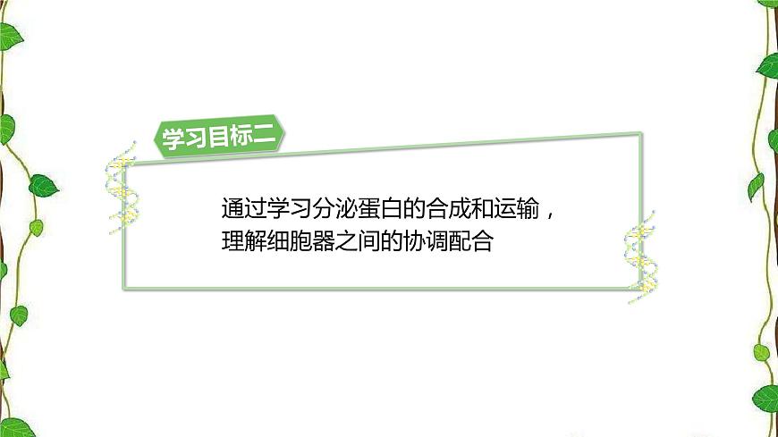人教版（2019）高中生物必修1第三章第二節(jié)《細胞器之間的分工合作》第二課時（共17張ppt）第8頁