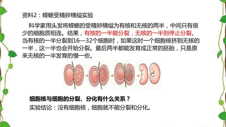 人教版（2019）高中生物必修1第三章第三节《细胞核的结构和功能》（共21张ppt）07