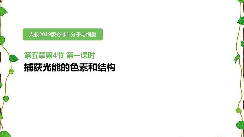 人教版(2019)高中生物必修1第五章第四节《捕获光能的色素和结构》第一课时(共16张ppt)01