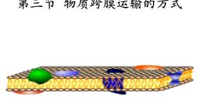 高中生物人教版 (新课标)必修1《分子与细胞》第四章 细胞的物质输入和输出第3节 物质跨膜运输的方式教案配套课件ppt
