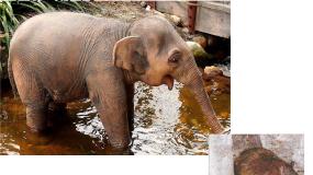 高中第六章 细胞的生命历程第1节 细胞的增殖授课ppt课件