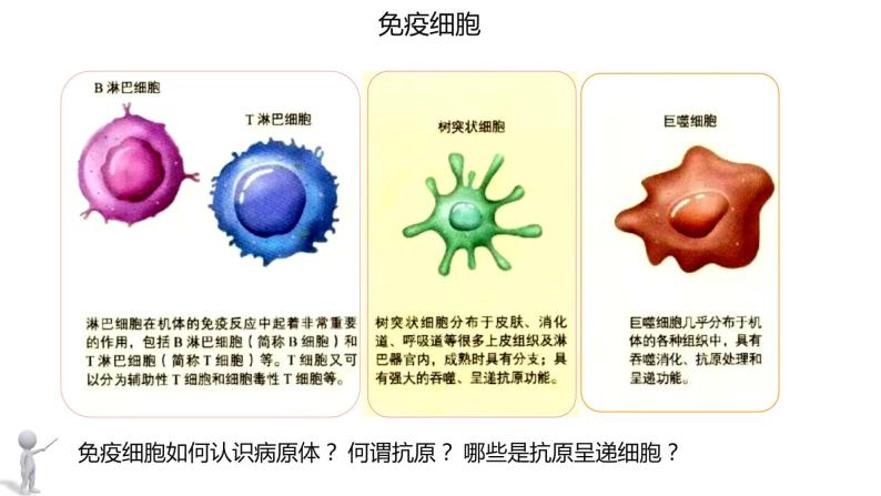 4.1 免疫系统的组成和功能  课件05