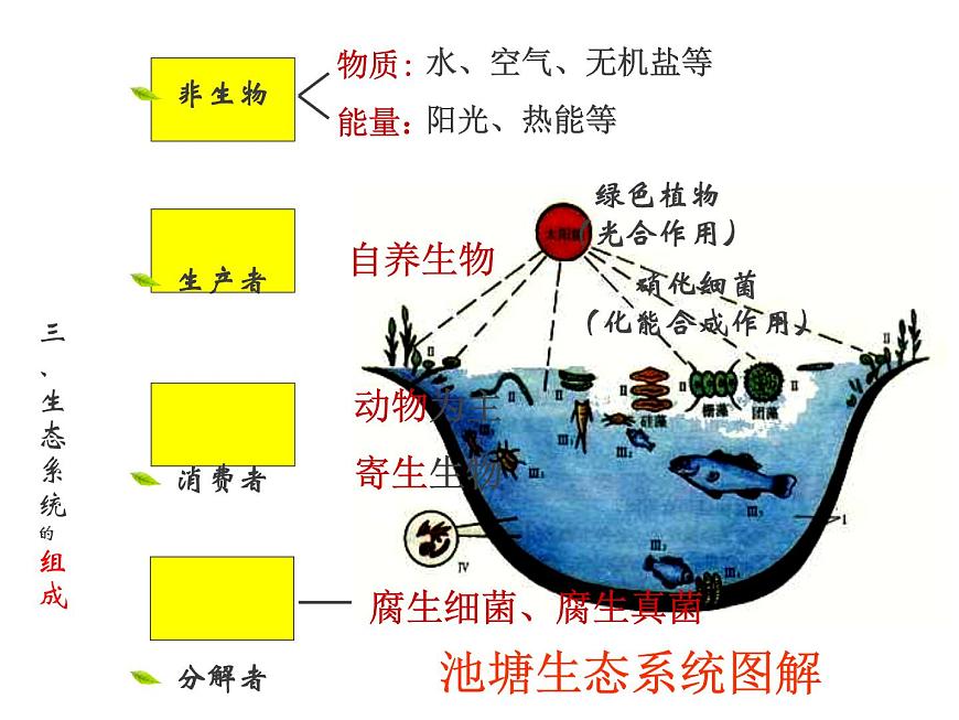 人教版高二生物必修3課件：5.1 生態(tài)系統(tǒng)的結(jié)構(gòu) （共45張PPT）第6頁(yè)
