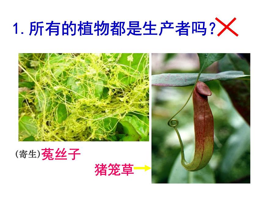 人教版高二生物必修3課件：5.1 生態(tài)系統(tǒng)的結(jié)構(gòu) （共45張PPT）第7頁(yè)