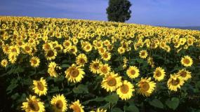 高中生物人教版 (新课标)必修3《稳态与环境》第1节 植物生长素的发现授课ppt课件