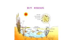 高中人教版 (新课标)第3节 群落的结构教课ppt课件