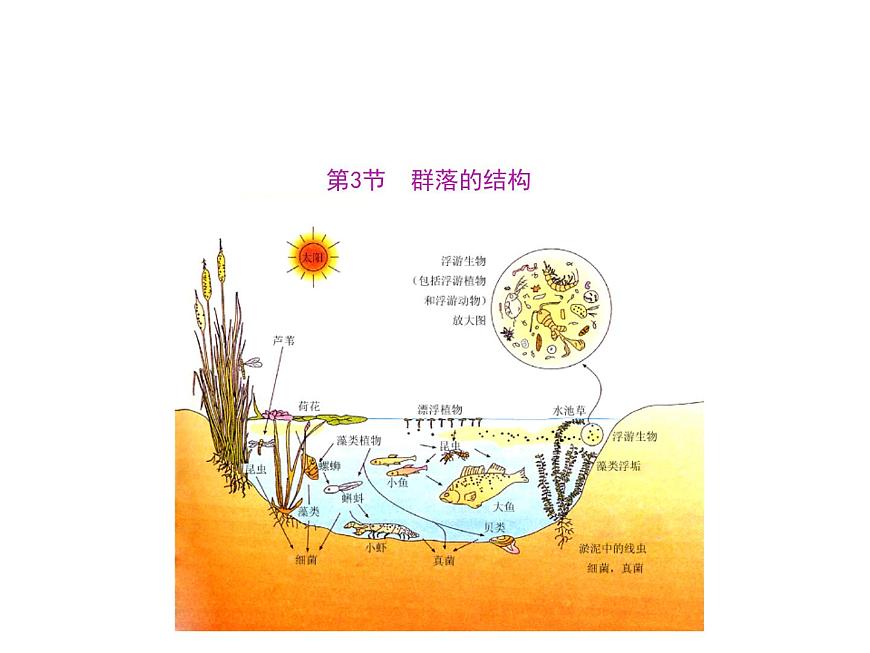 人教版高二生物必修3課件：4.3 群落的結構1第1頁