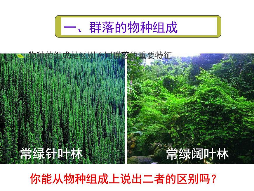 人教版高二生物必修3課件：4.3 群落的結構1第7頁