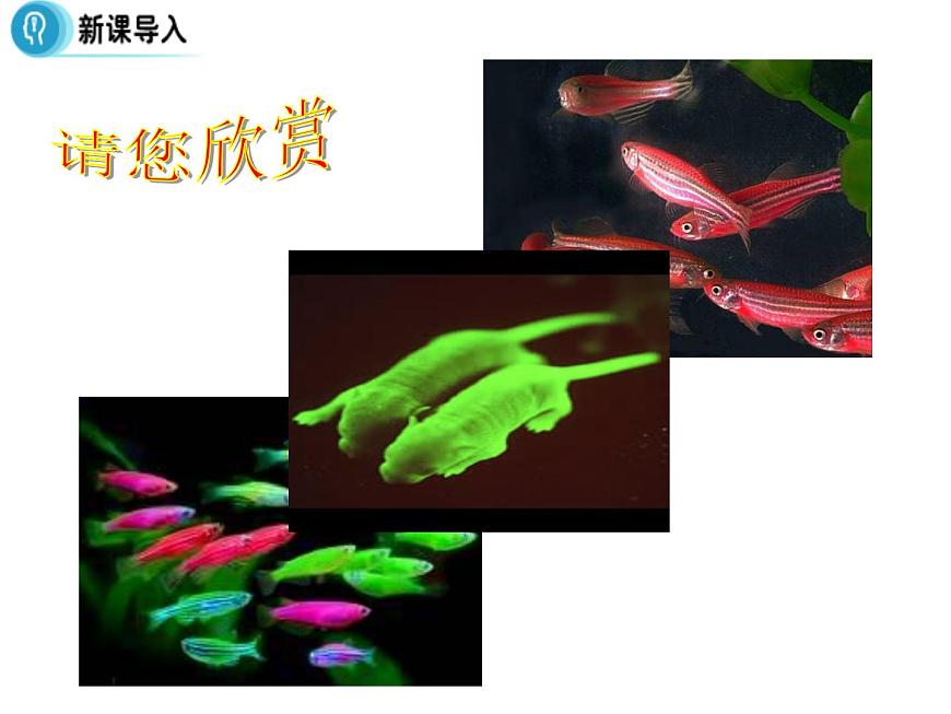 高中人教版生物必修二課件:第6章 第2節(jié)《基因工程及其應(yīng)用》課件(共29 張PPT)第4頁