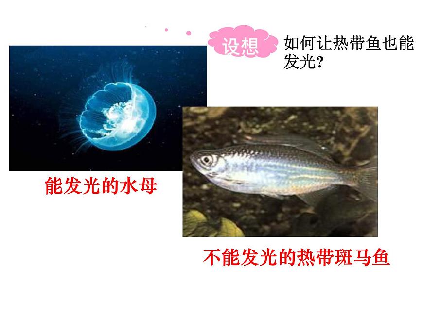高中人教版生物必修二課件:第6章 第2節(jié)《基因工程及其應(yīng)用》課件(共29 張PPT)第5頁