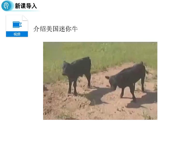 高中人教版生物必修二课件:第1章 第2节《孟德尔的豌豆杂交实验(二)》课时 1课件(共17 张PPT)04