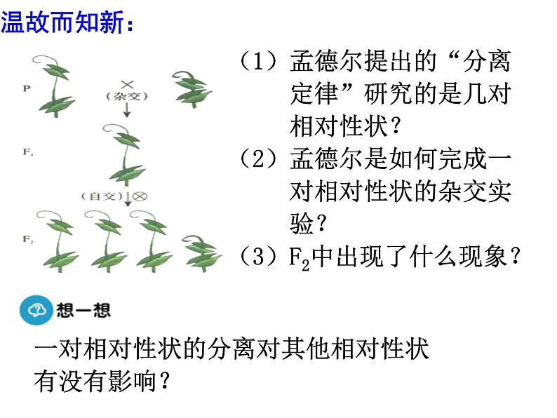 高中人教版生物必修二课件:第1章 第2节《孟德尔的豌豆杂交实验(二)》课时 1课件(共17 张PPT)06