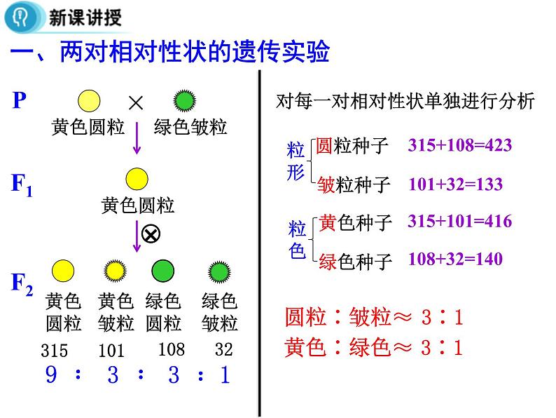 高中人教版生物必修二课件:第1章 第2节《孟德尔的豌豆杂交实验(二)》课时 1课件(共17 张PPT)07